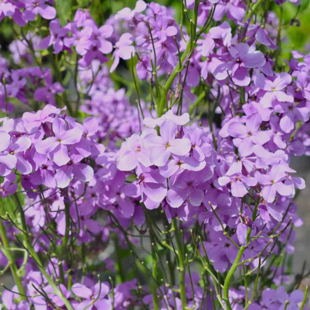 Hesperis matronalis ---
